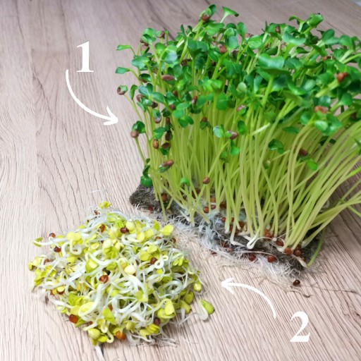 Daikon semená reďkovky na klíčky 100g