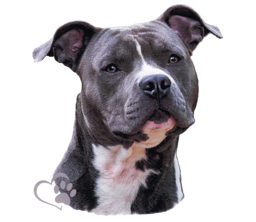 Nálepka Amstaff Nálepka psa Čistokrvný pes UV