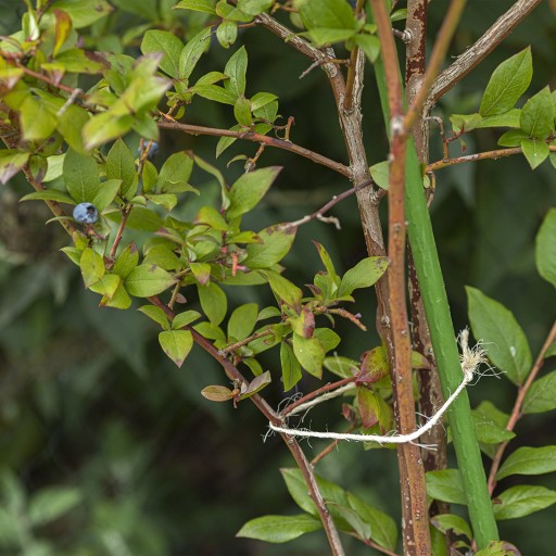 SISAL LINE 250g, BIOLOGICKÝ, EKOLOGICKÝ