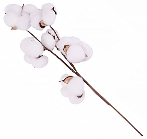 COTTON SPRANGE, dekoračné, prírodné sušené kvety do vázy, vetvičky brečtanu