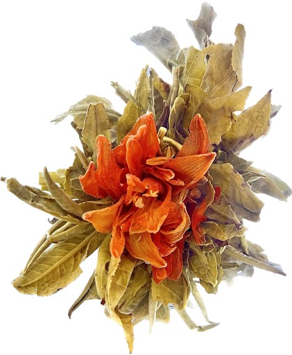 Tea Blooming Lily Ball, rozkvitnutá guľa kvetov oranžovej ľalie