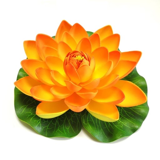 Jazierková ľalia, oranžová, 28 cm