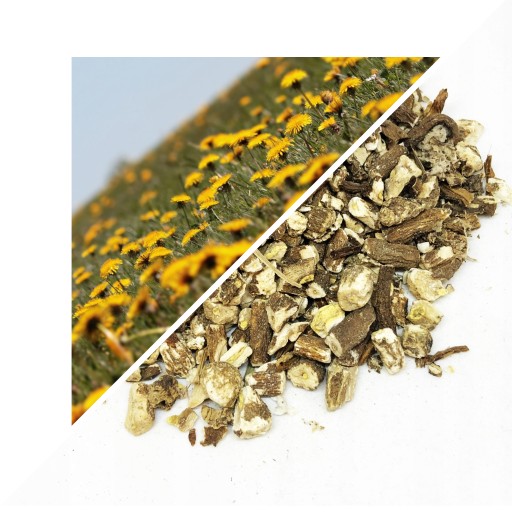 Koreň púpavy 50 g - Lublinský herbár