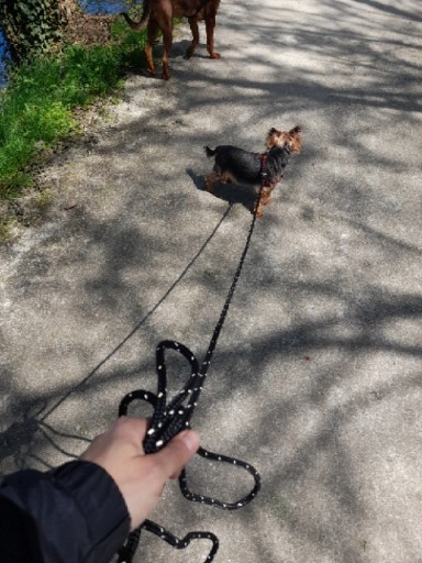 Lanové vodítko 8mm 2m S/M, reflexné - Na nočné použitie