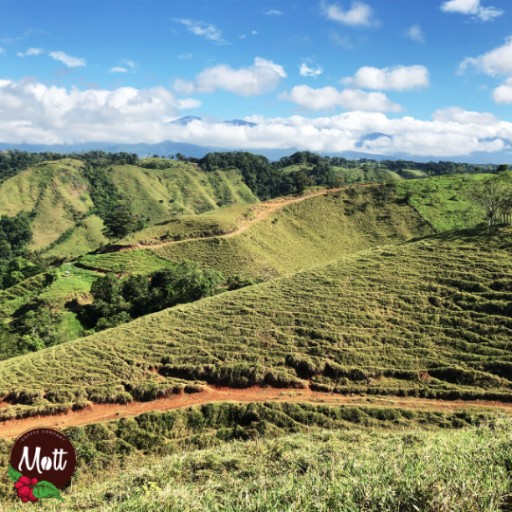 Kávové zrná čerstvo pražené 100% Arabica Costa Rica Mott ŠPECIALITA