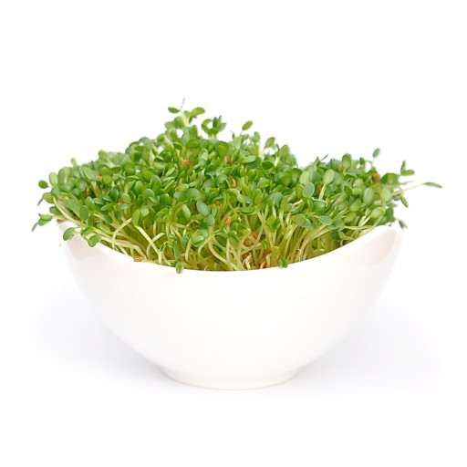 Červená ďatelina - 50 g semien na klíčky