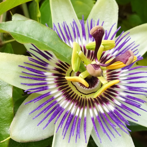 MUČENKA PASSIFLORA sušená bylina POĽSKO