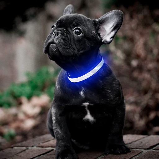LED OSVETLENIE PRE PSA A MAČKY, MODRÁ, 52CM