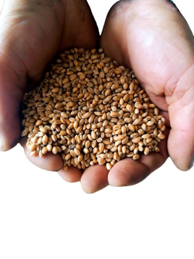 PŠENIČNÉ ZRNO krmivo pre holuby, kurčatá, kačice, návnady na ryby atď. 10KG