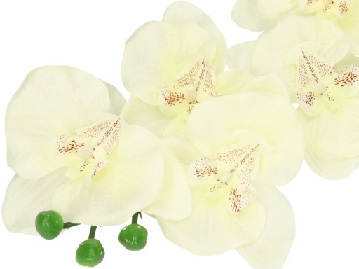 ORCHIDEA ORCHIDEA JEDNODAROVÉ PREVODY 75cm