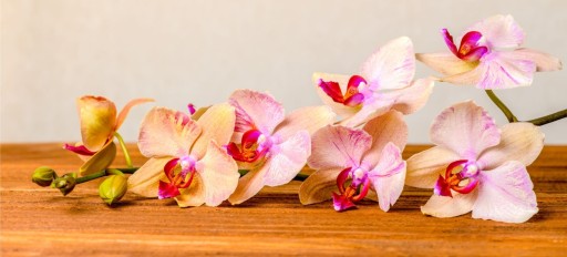 ORCHIDOVÝ PARAFÍN VOSK DO SVIEČKY 10 ML