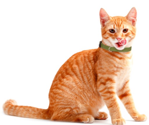Obojok PRE PSA, ŠTEŇA YORKY CAT, 20-30 cm š