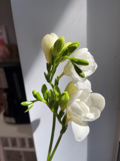 Mydlo s vôňou Mydlo s vôňou s vôňou oleja 10ml FREZJA FREESIA 10ml