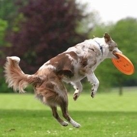 TRIXIE frisbee aportovacia hračka s mäkkým diskom pre psov 19 cm