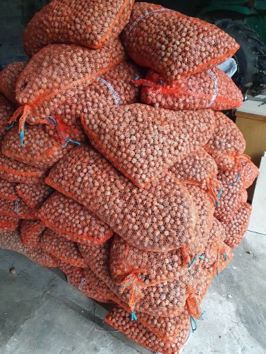 Lieskové orechy veľké 1 KG 1000 gramov Chutné v škrupinách