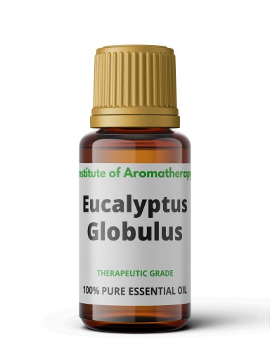 Eucalyptus Globulus ORGANIC oil, Aroma Institute
