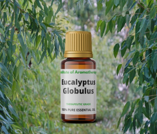 Eucalyptus Globulus ORGANIC oil, Aroma Institute
