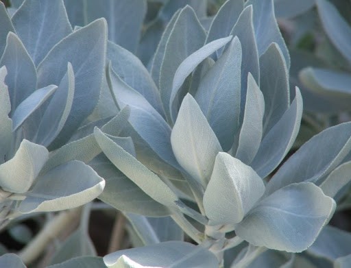 Vonné tyčinky GR White Sage