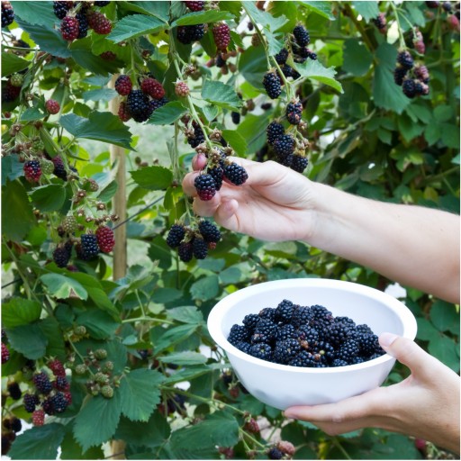 MRAZOM SUŠENÁ BLACKBERRY 25g HiFOOD BEZ KONZERVANTOV