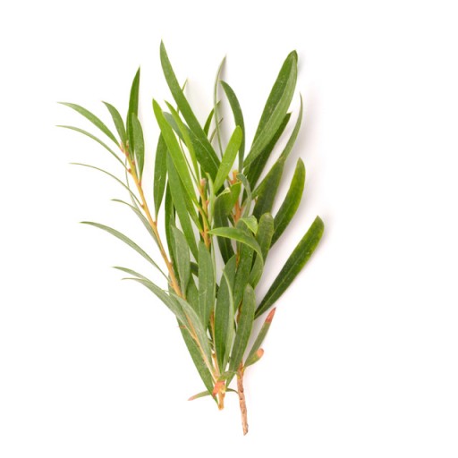 ÉTERICKÝ OLEJ TEA TREE 10 ML 100% ČISTÝ A PRÍRODNÝ
