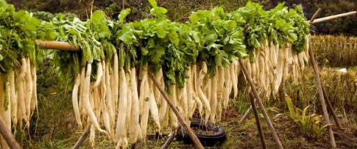 400 g japonskej nakladanej reďkovky Takuan Daikon