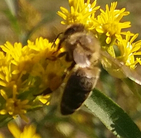POHÁNKOVÝ MED POĽSKO MIREK PSZCZELARZA'S APIARY
