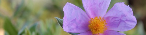 Cistus Herb Herbal Tea 20 sáčkov BELIN