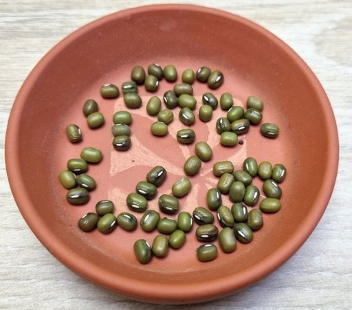 MUNG BEANS zlatá fazuľka, semienka na klíčky 40g