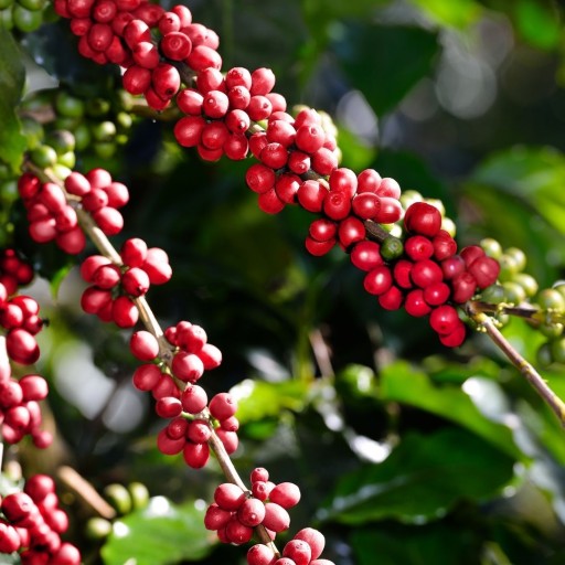 WAKE UP ESPRESSO BLEND 50/50 kávových zŕn 250g