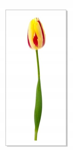Nálepka na stenu s kvetmi 30 cm Tulipán 15