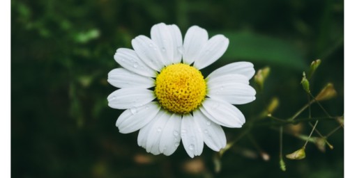 NATURELLA Hygienické vložky Normal Bez krídel 10 ks.