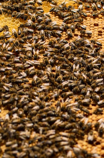 AKÁTIOVÝ MED Z WARMIE 250G JEMNÝ a LAHODNÝ