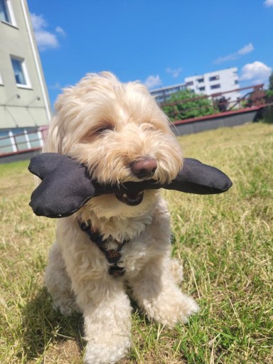 Hryzátko pre psa, veľké, SILNÁ kosť, aportovanie, aportovanie, ťahanie LOVEDOG