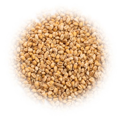 PŠENIČNÉ zrná 1kg