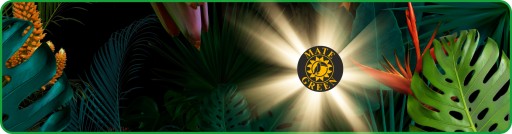 Yerba Mate Green Energy Guarana Fruit MIX najlepšia štartovacia sada 10x25g