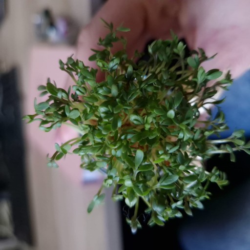 CRESS V MINI Tvárničke S VEĽKONOČNOU DEKORACIou Rastú, aby rástli