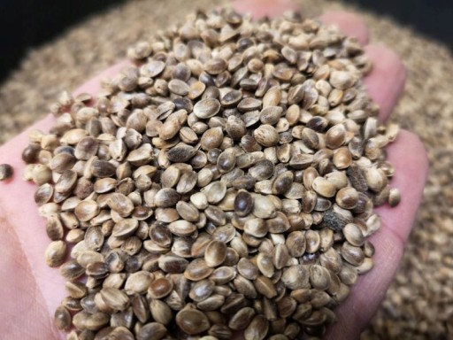 Semená kapra Konopné/Konopné semienko 1kg