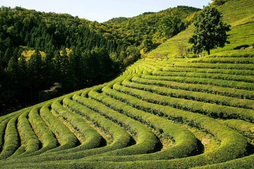 Čaj Oolong Se Chung 100g Flavo Super