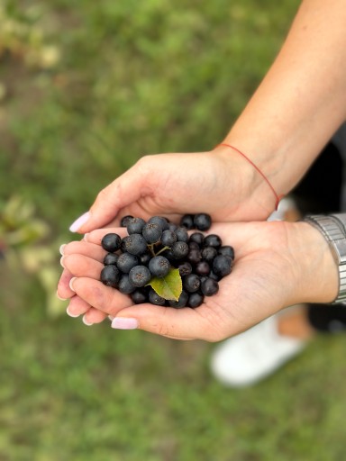 šťava z arónie 100%, arónia NFC šťava z arónie 250ml prírodný na sirupy