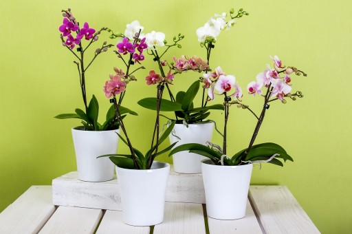 Zemina pre orchidey a orchidey, špeciálny substrát Compo Sana 5L