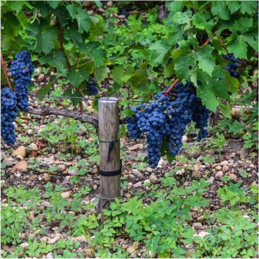 DARK Jumbo PRÍRODNÉ HROZIENKA 1kg Nesírené TRIEDA A oriešok