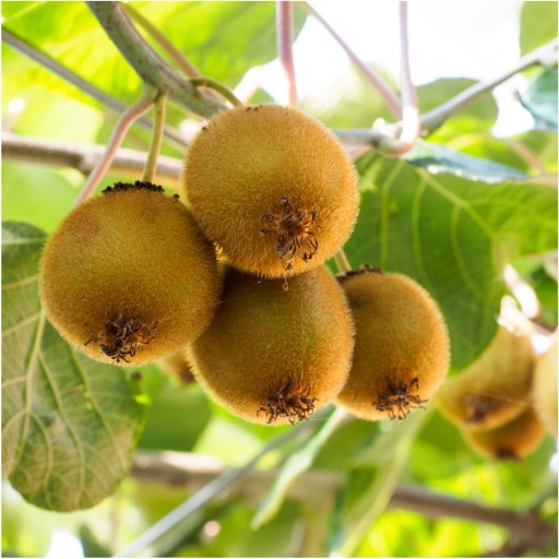 MRAZOM SUŠENÉ KIWI 25g HiFOOD Plátky