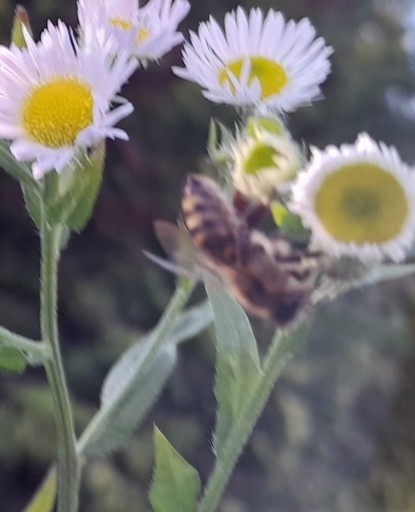 KVETOVÝ VČELÍ PEL 2023 OD MIRKY PSZCZ APIARY