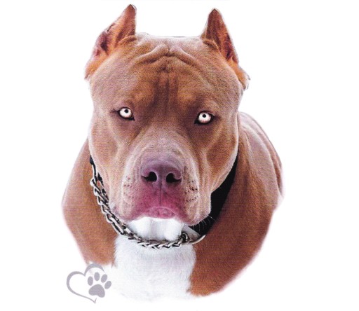 UV nálepka Pitbull Pit Bull Terrier Čistokrvný pes