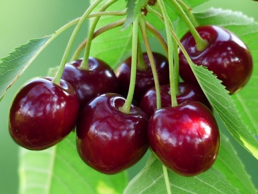 Čerešňový sirup - LEPŠÍ SPÁNOK