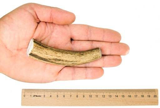 S Jeleň tvrdý / 8-10cm Prírodná maškrta na parohy pre psov 31-50 g