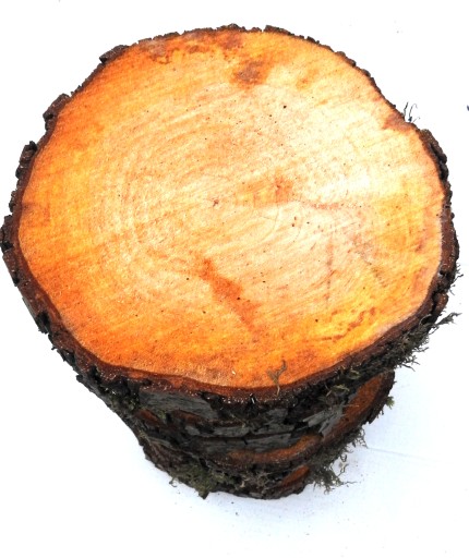 PLÁSOK DREVA PEČIATKY JLŠA 25-30CM, 1KS