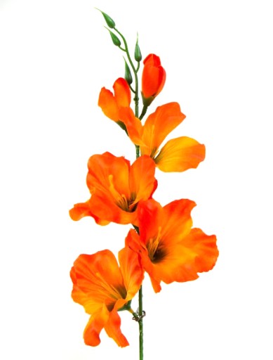 Vetvička mečíka výška 53 cm Oranžová