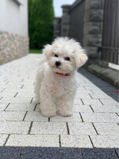 Obojok pre šteniatko Petsi, farba XS