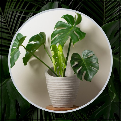 PODPORKA pre rastliny MODULÁRNA kvetinová podpera 58cm sada x2 pre monstera hoi